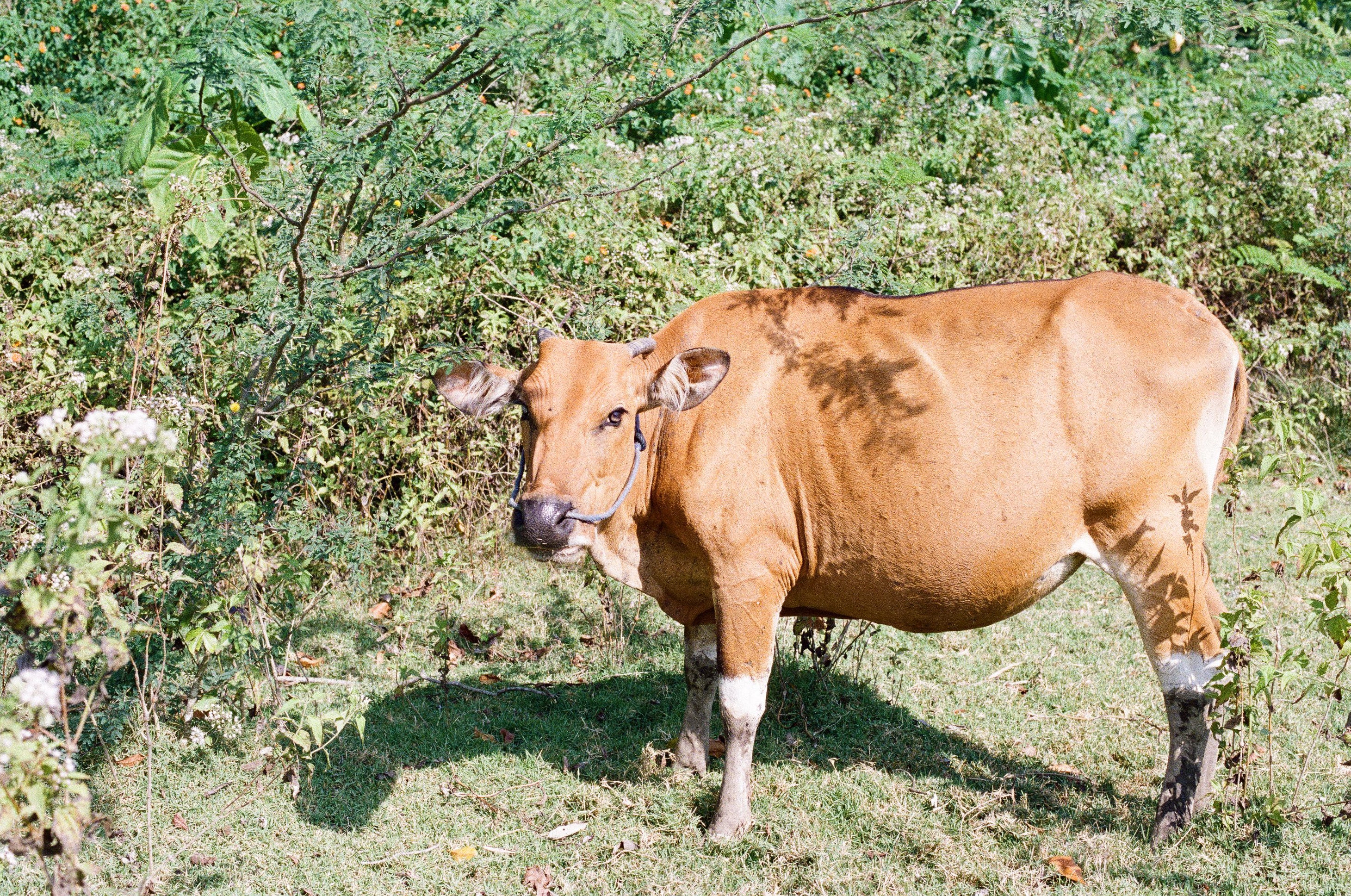 Bovine Film Print