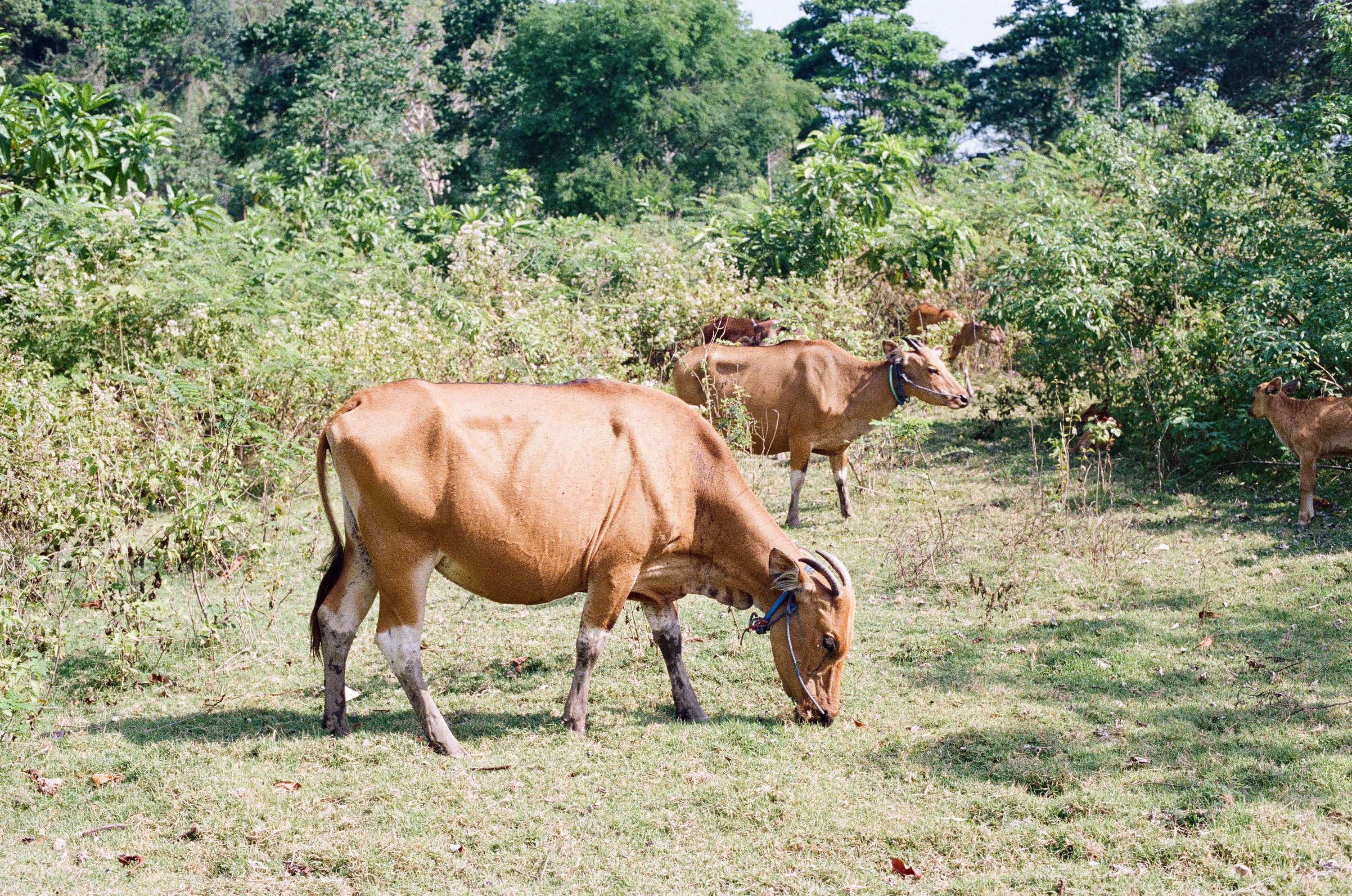 Grazing Film Print