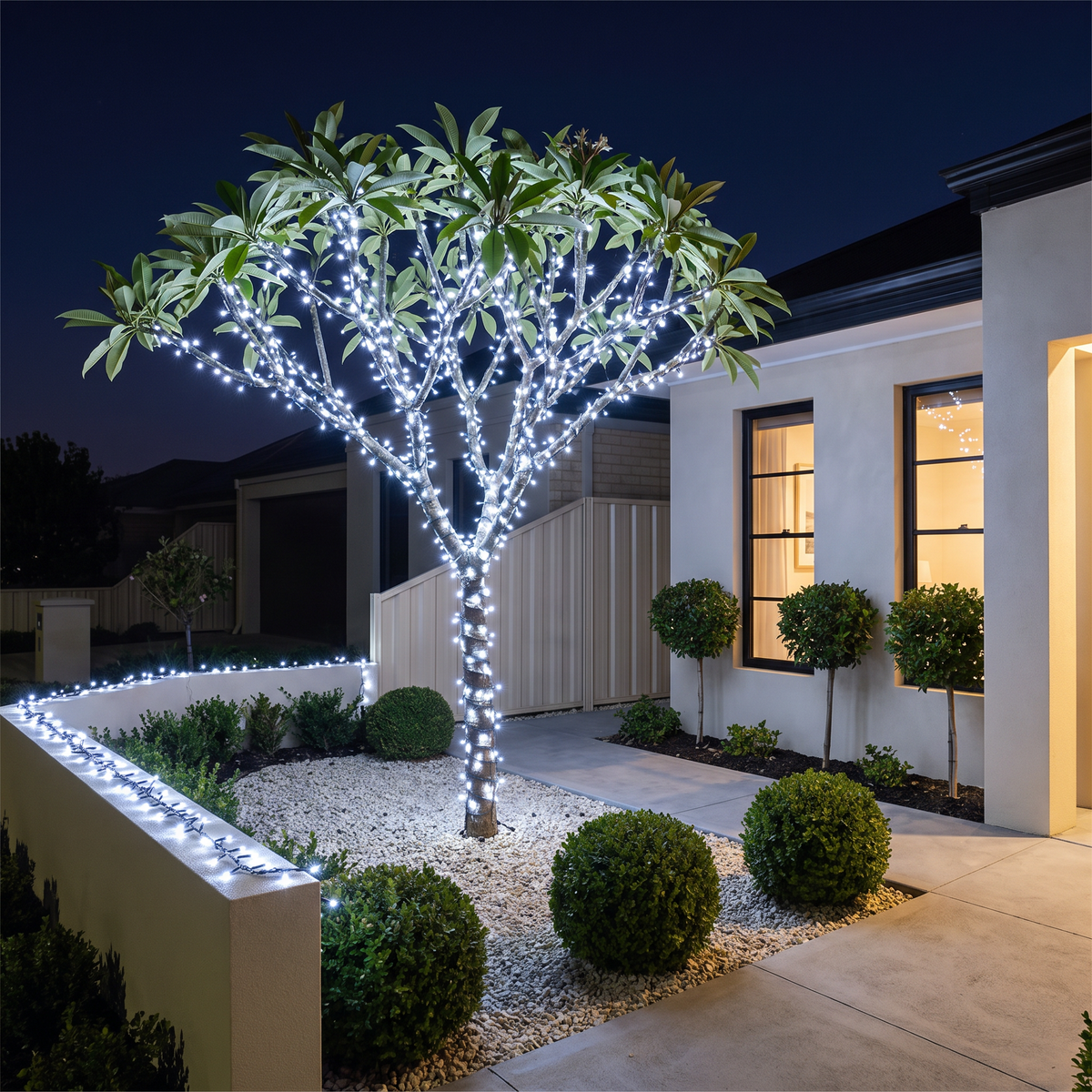 Mulligan white LED fairy lights wrapped around a frangipani tree at night