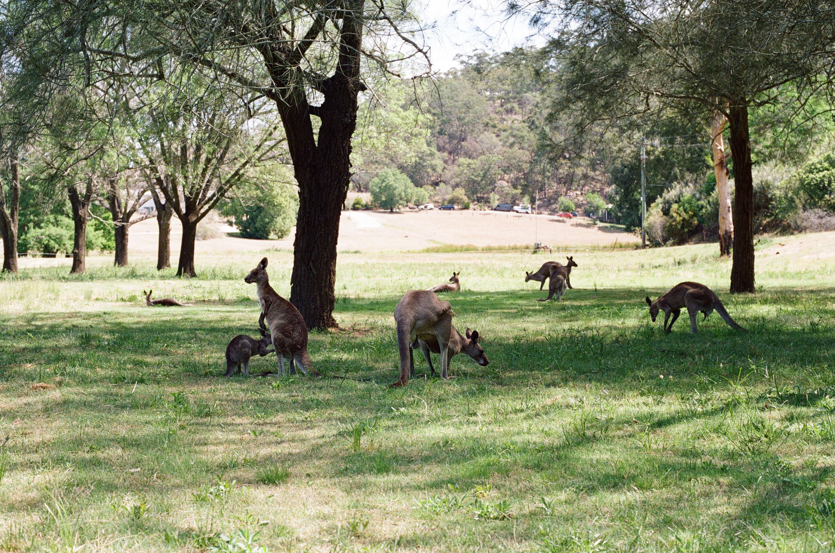 Kangaroo Film Print